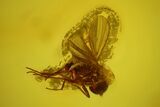 Detailed Fossil Ant (Formicidae) & Flies (Diptera) in Baltic Amber #145492-5